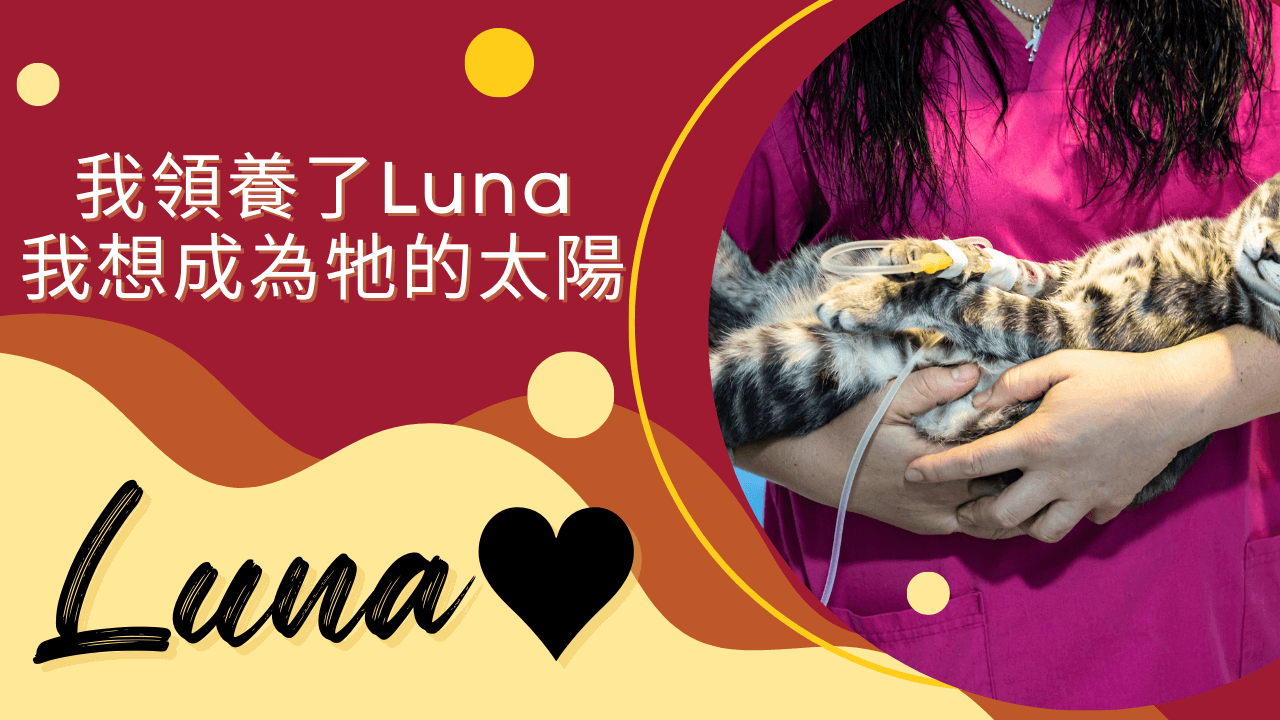 我領養了Luna,我想成為牠的太陽的文章精選圖