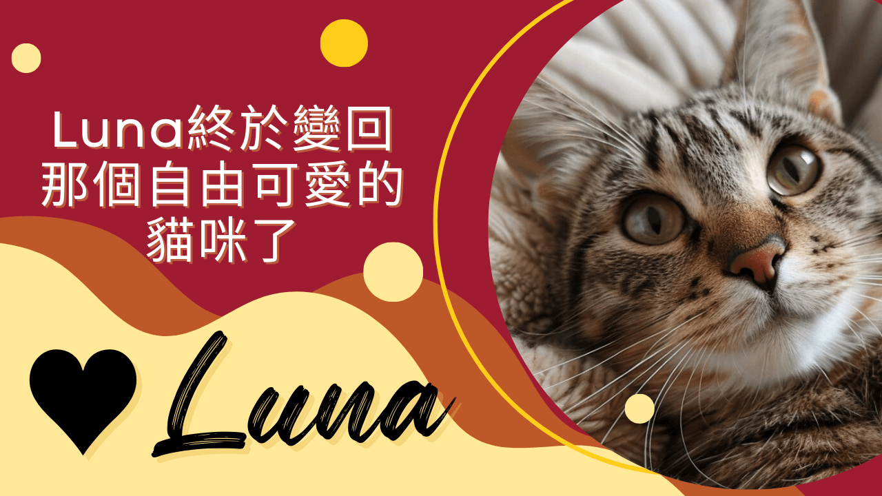 Luna終於變回那個自由可愛的貓咪了的文章精選圖