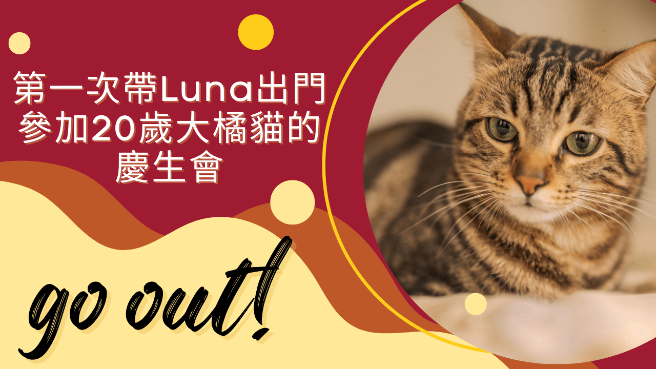 第一次帶Luna出門,參加20歲大橘貓的慶生會的文章精選圖