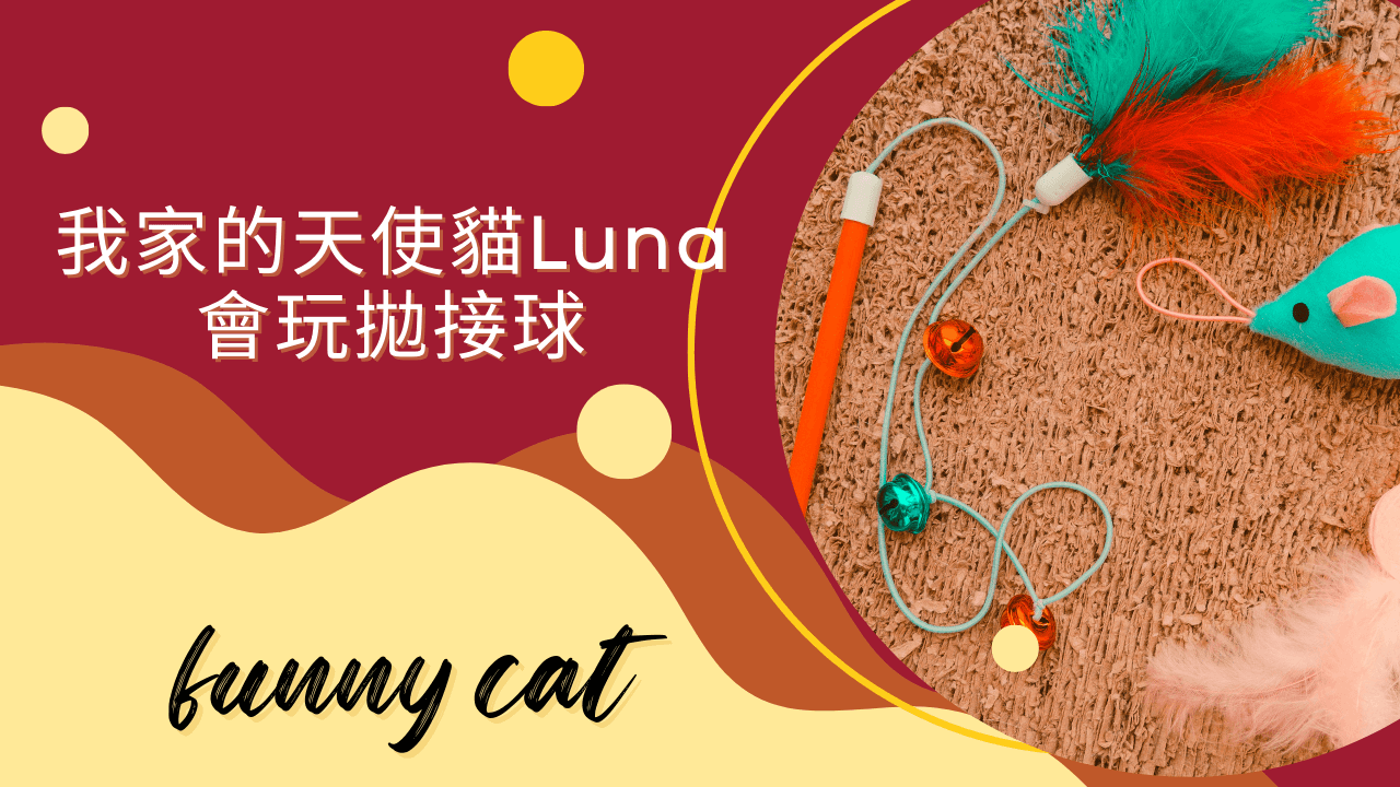 我家的天使貓Luna會玩拋接球