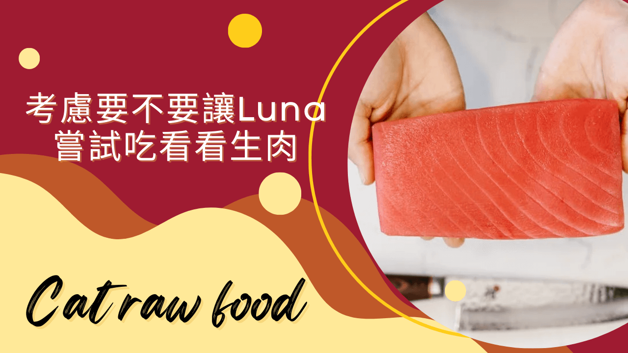考慮要不要讓Luna嘗試吃看看生肉
